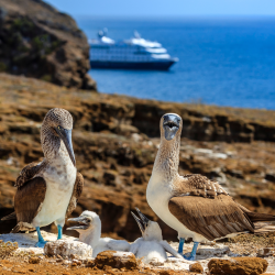 Galapagos